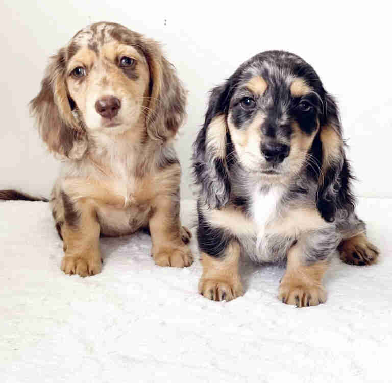 Dachshund Puppies For Sale in Pasadena