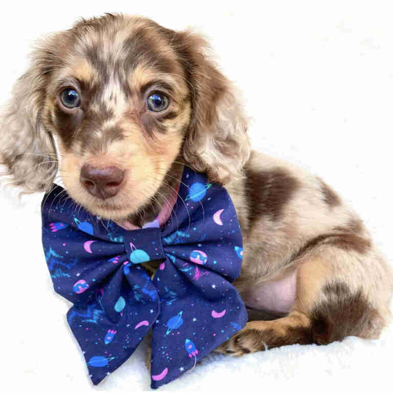 Dachshund Puppies For Sale in Anchorage