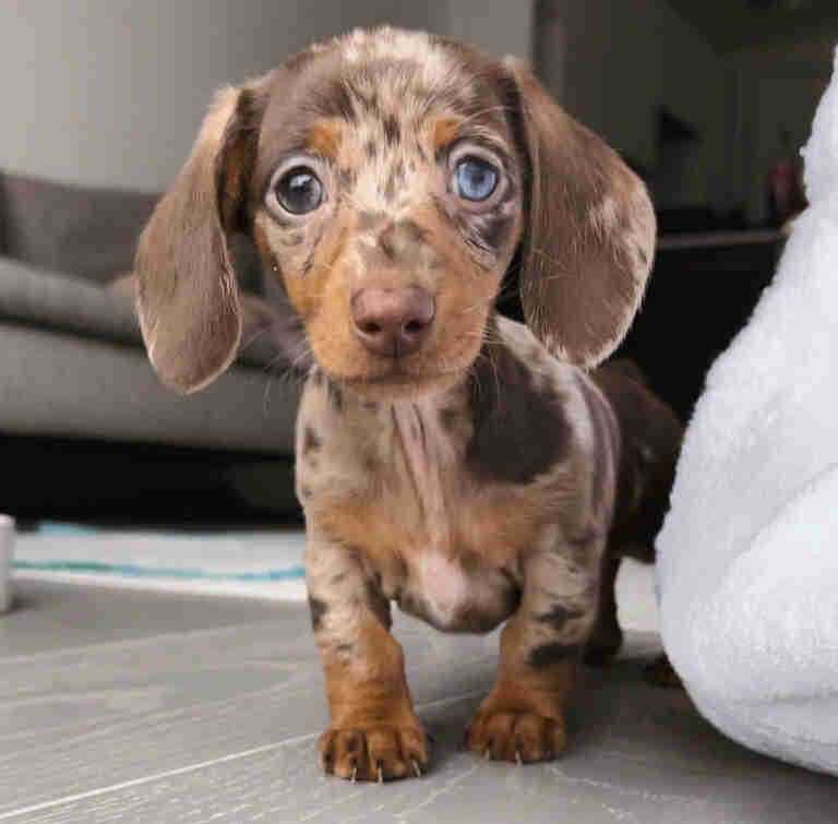 Dachshund Puppies For Sale in Laplace