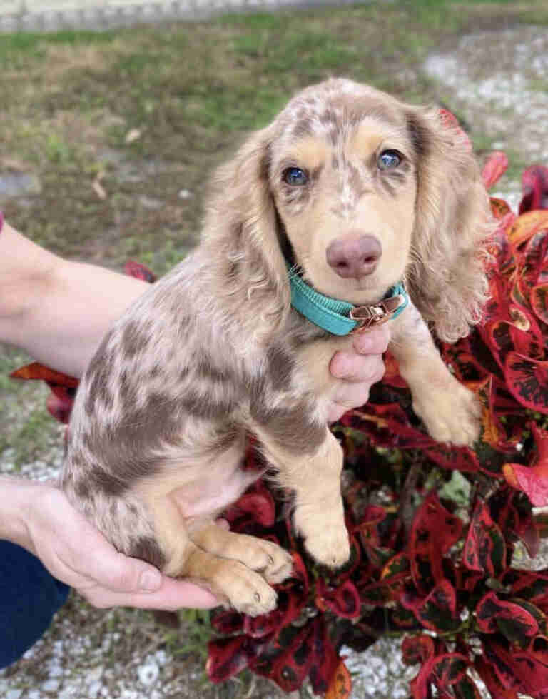 Dachshund Puppies For Sale in Wildwood