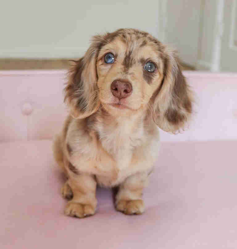 Dachshund Puppies For Sale in Richardson