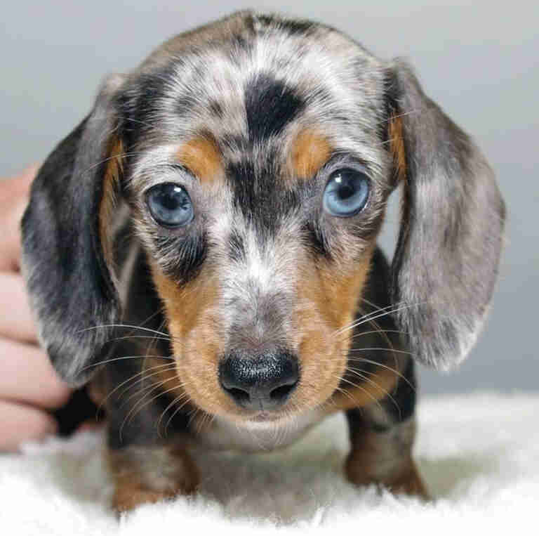 Dachshund Puppies For Sale in Urbandale