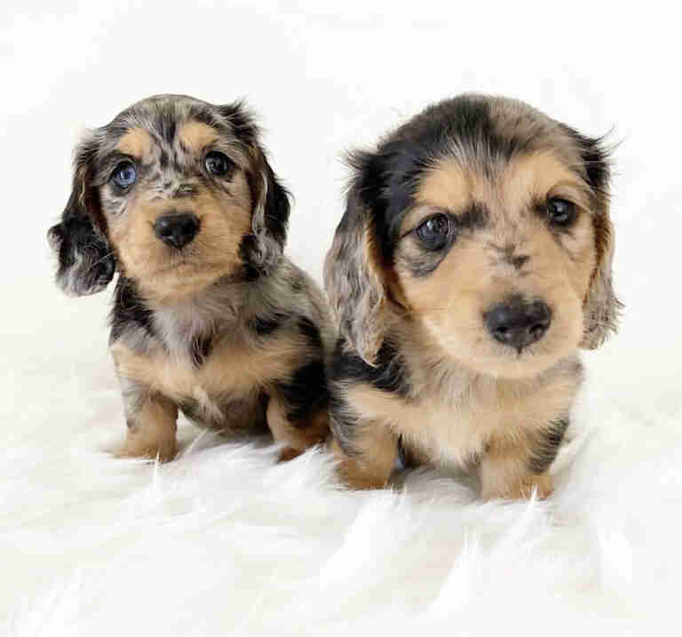 Dachshund Puppies For Sale in DC