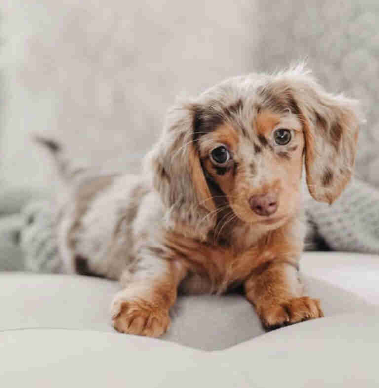 Dachshund Puppies For Sale in Topeka