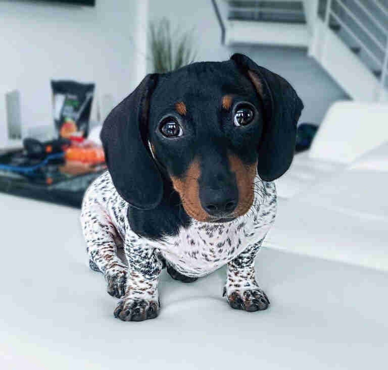 Dachshund Puppies For Sale in LA