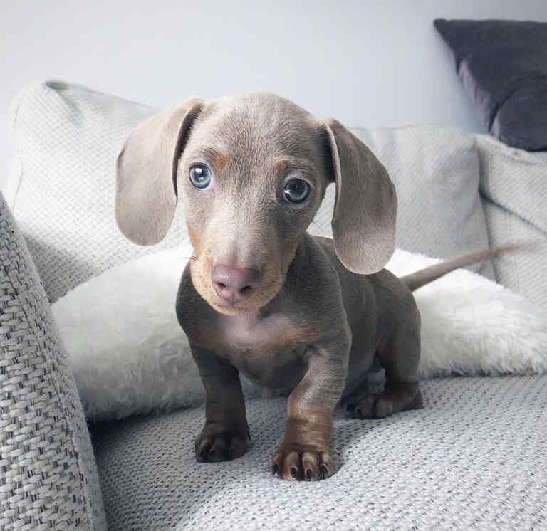 Dachshund Puppies For Sale in Sherwood