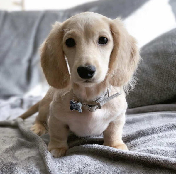 Miniature Cream Dachshund Puppy