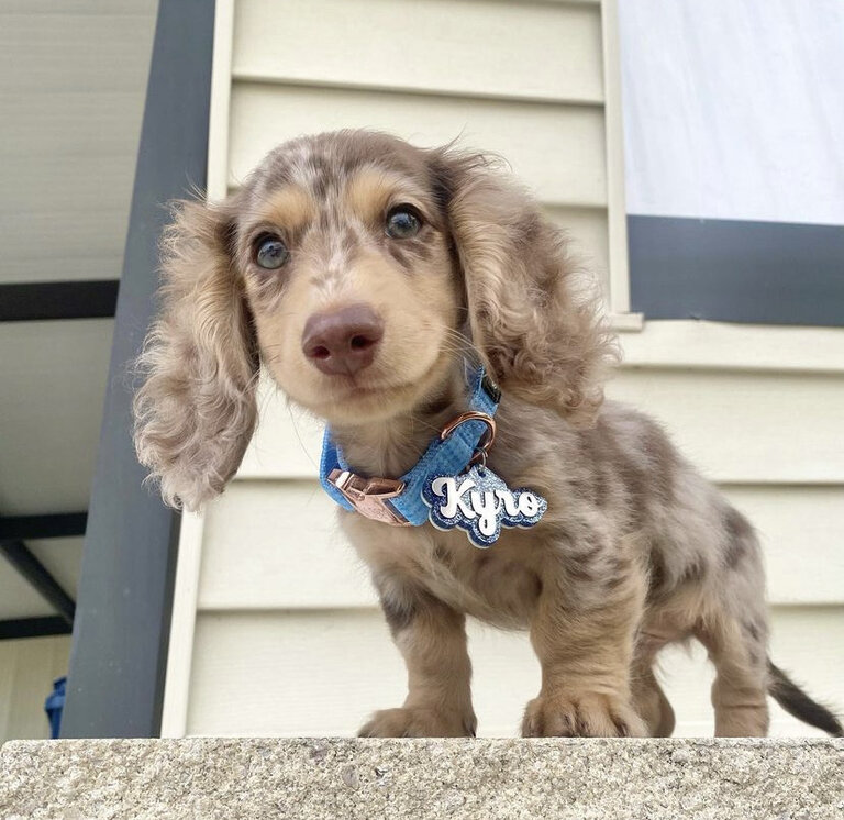 Dachshund Puppies For Sale in Clearwater