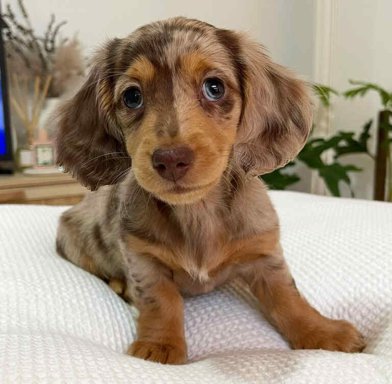 Dachshund Puppies For Sale in Huntington