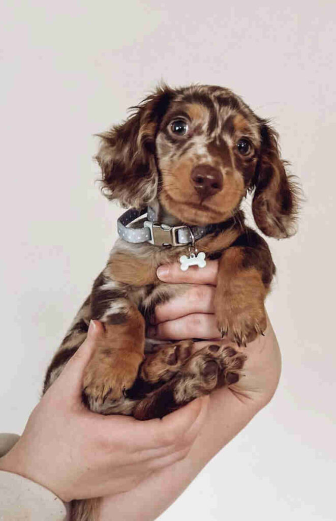 Dachshund Puppies For Sale in Newton