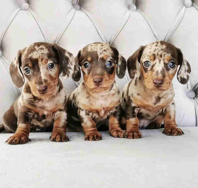 Dachshund Puppies For Sale in Bellevue
