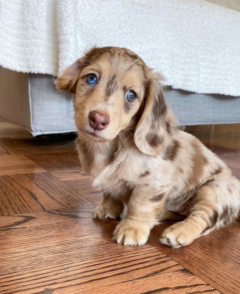 Dachshund Puppies For Sale in Paragould