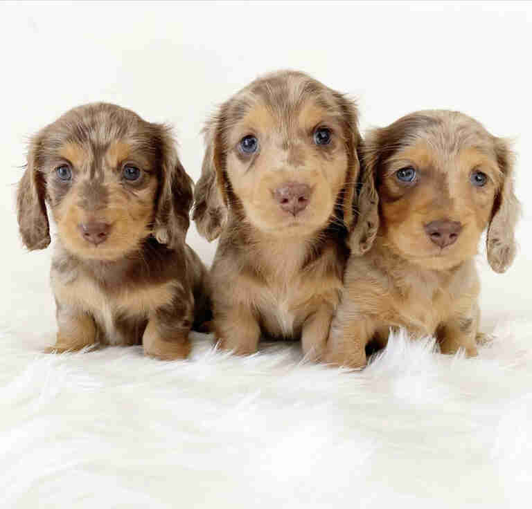 Dachshund Puppies For Sale in Pontiac