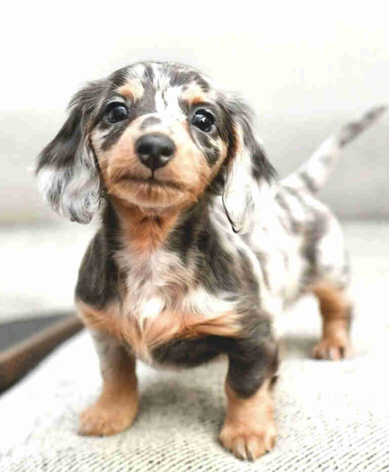 Dachshund Puppies For Sale near DC