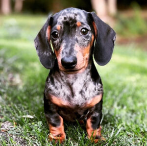 Dachshund Puppies For Sale in Taylor