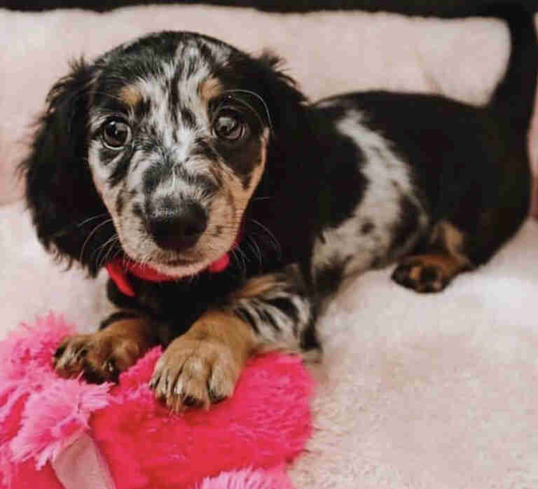 Dachshund Puppies For Sale in Syracuse