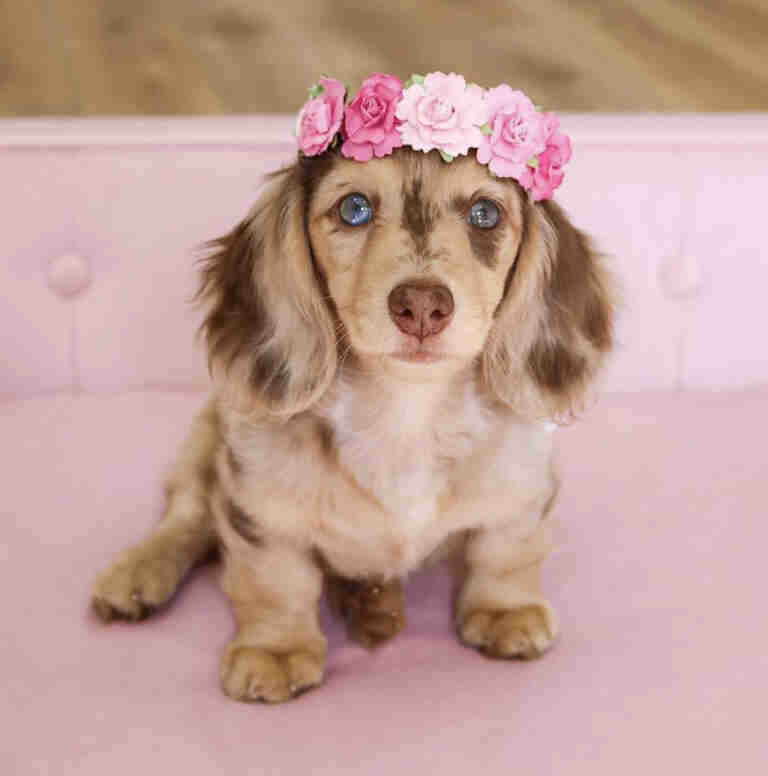 Dachshund Puppies For Sale in Huntington