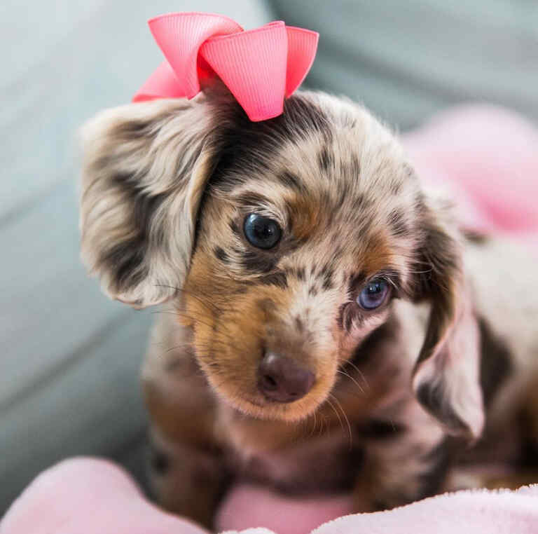 Dachshund Puppies For Sale in Provo