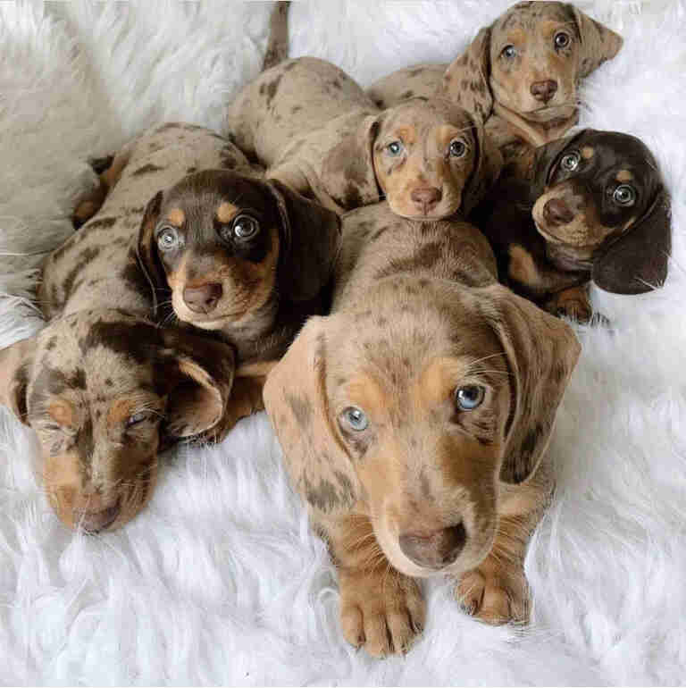 Dachshund Puppies For Sale in Rexburg