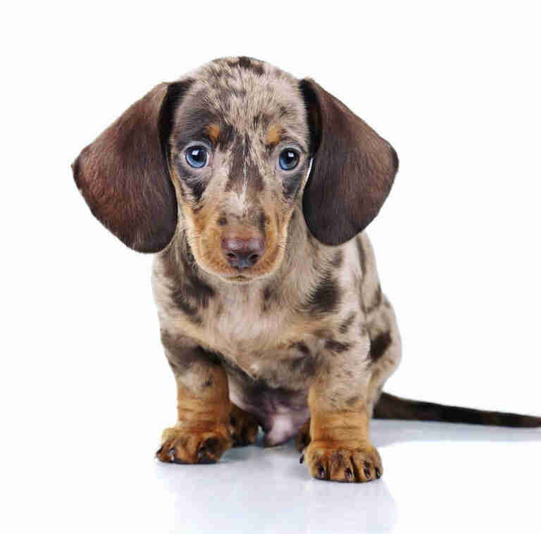 Dachshund Puppies For Sale in Lawrence