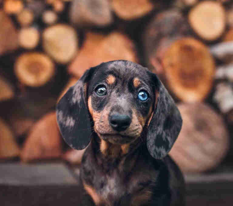 Miniature Dachshund For Sale in Vermont