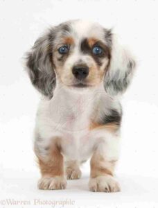 Dachshund Puppies For Sale PR