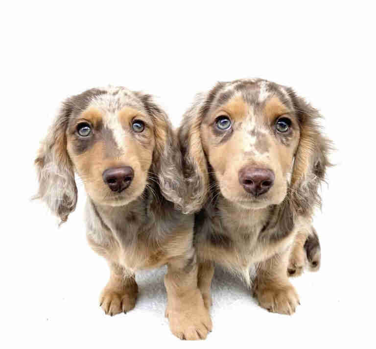 Dapple Dachshund For Sale in New Hampshire