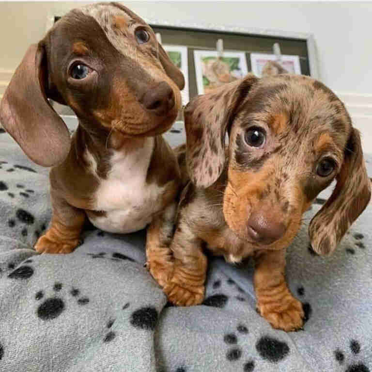 Mini Dachshund For Sale in Wyoming