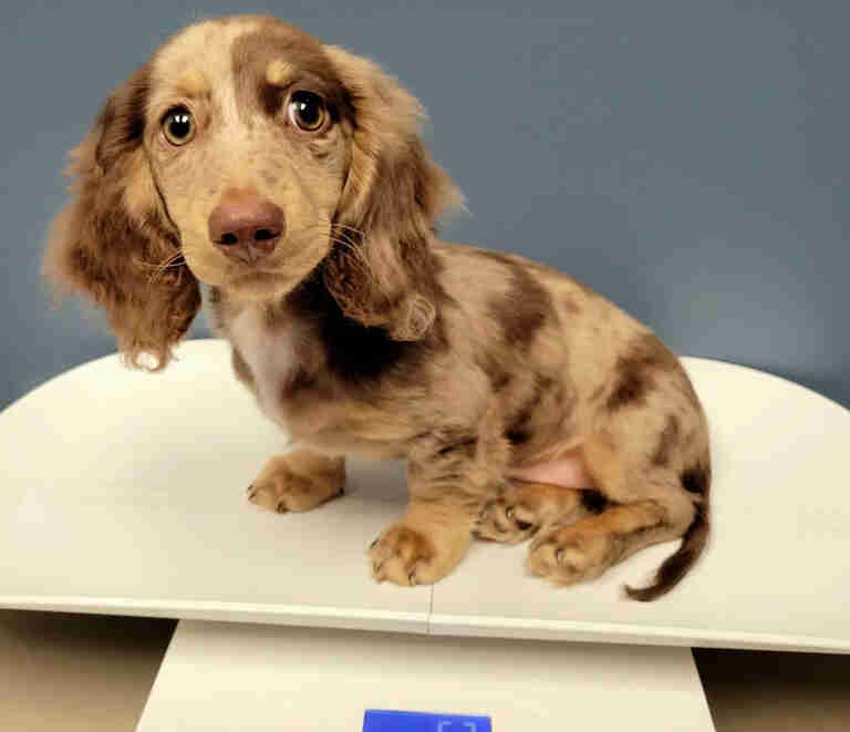 Miniature Dachshund For Sale in Wyoming
