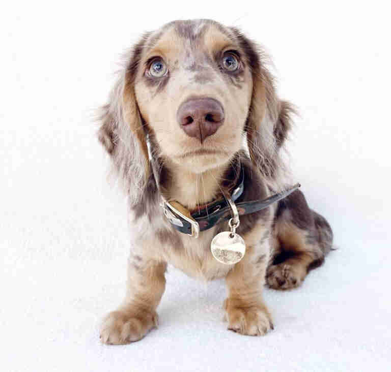 Dachshund Puppies For Sale WA
