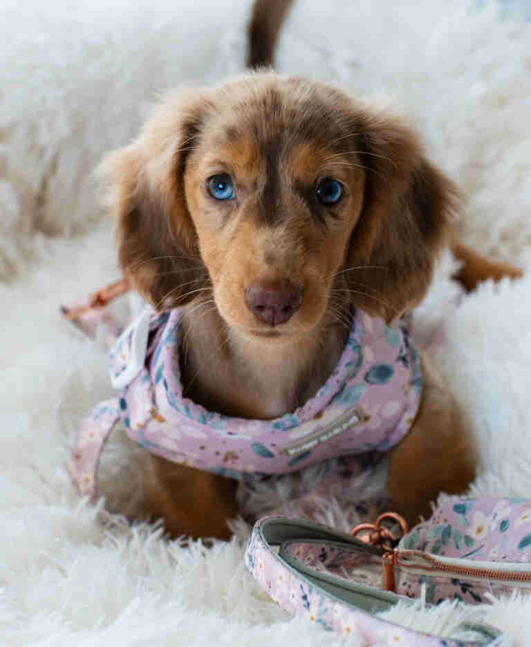 Dachshund Puppies For Sale TX
