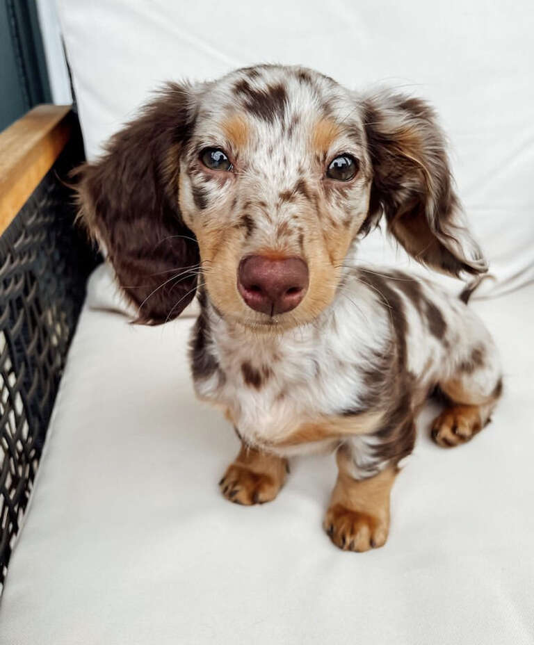 Miniature Dachshund For Sale in MD