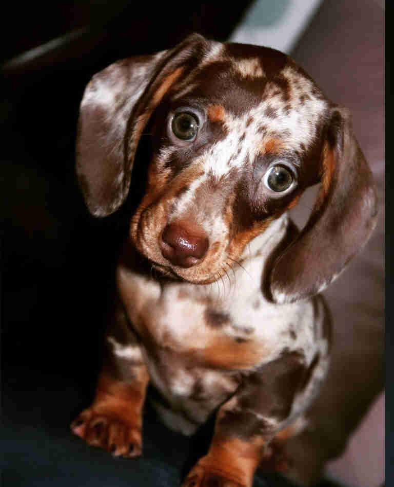 Miniature Dachshund For Sale in CO