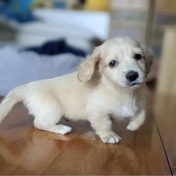 Miniature Dachshund Puppies Sale