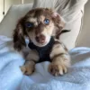 chocolate dapple dachshund for sale