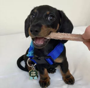 How To Prevent Bone Problems In Dachshunds
