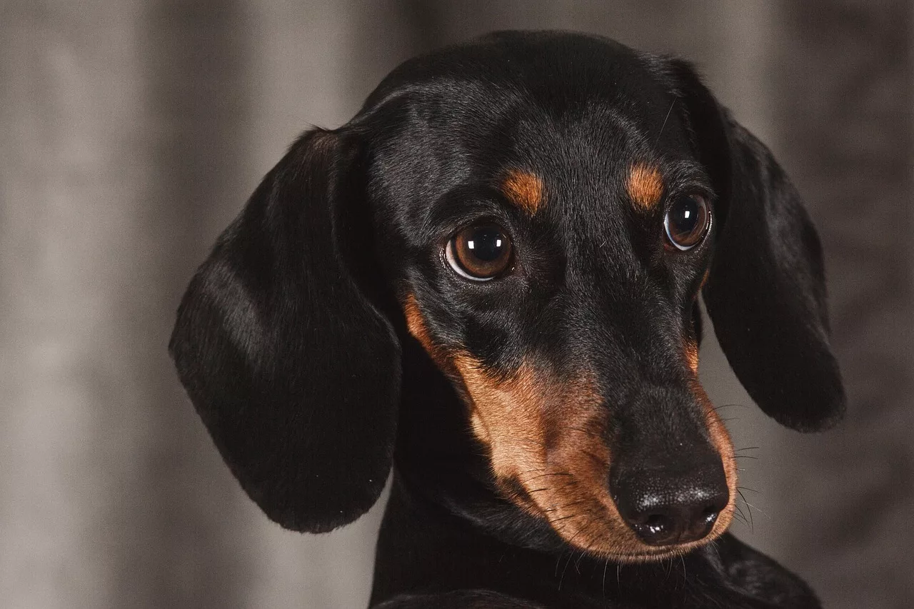 How To Stop Dachshund Barking At Other Dogs